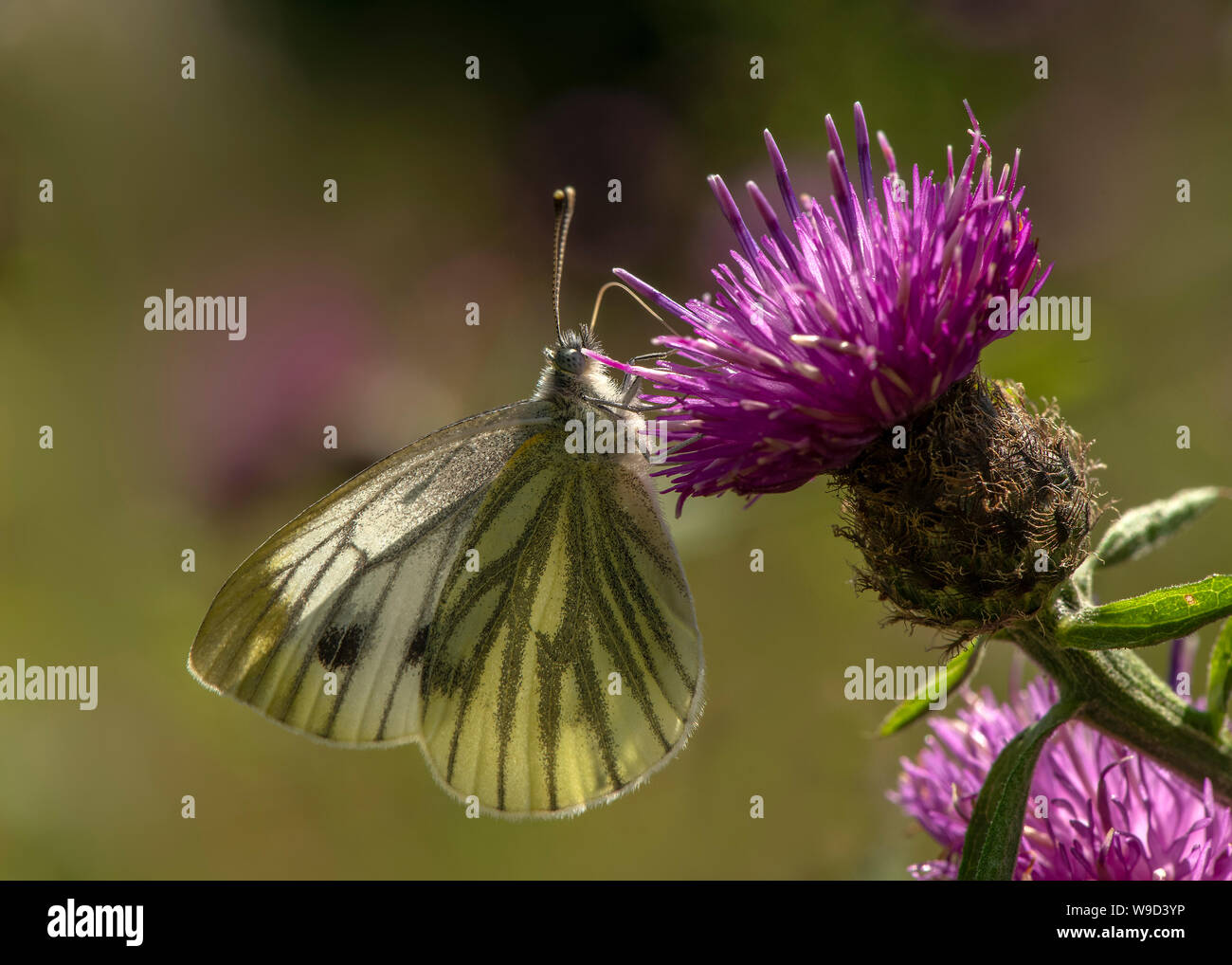 Blanc veiné de vert (Pieris napi) se nourrissant de centaurée maculée (Centaurea nigra), Dumfries, Ecosse Banque D'Images