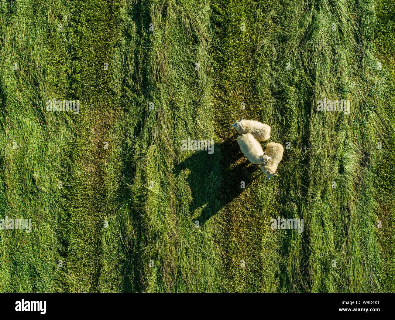 Mouton debout dans un champ d'herbe fraîchement coupée - plongée des Banque D'Images