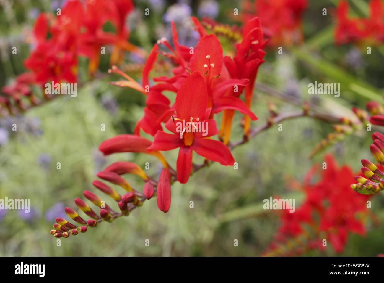 Crocosmia 'Lucifer' montbestia contre la floraison de lavande pourpre dans un jardin en juillet. ROYAUME-UNI Banque D'Images