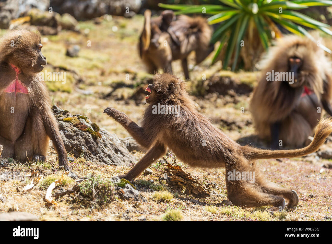 Deux combats de singes au coeur tendre Banque D'Images