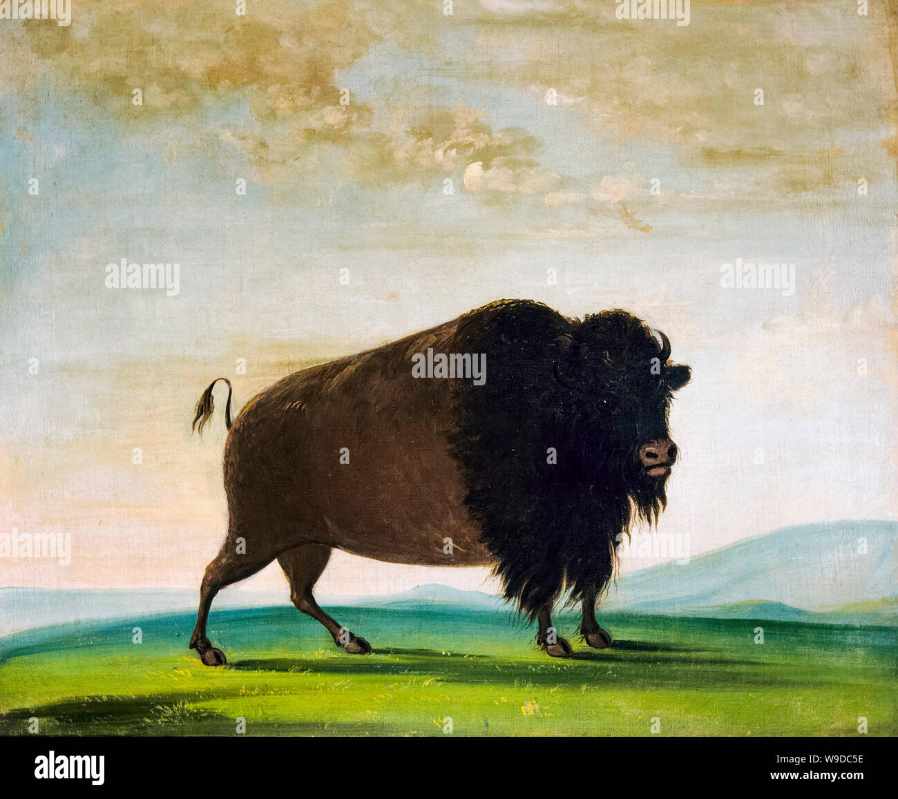 George Catlin, Buffalo cow Grazing on the Prairie, peinture, 1832-1833 Banque D'Images
