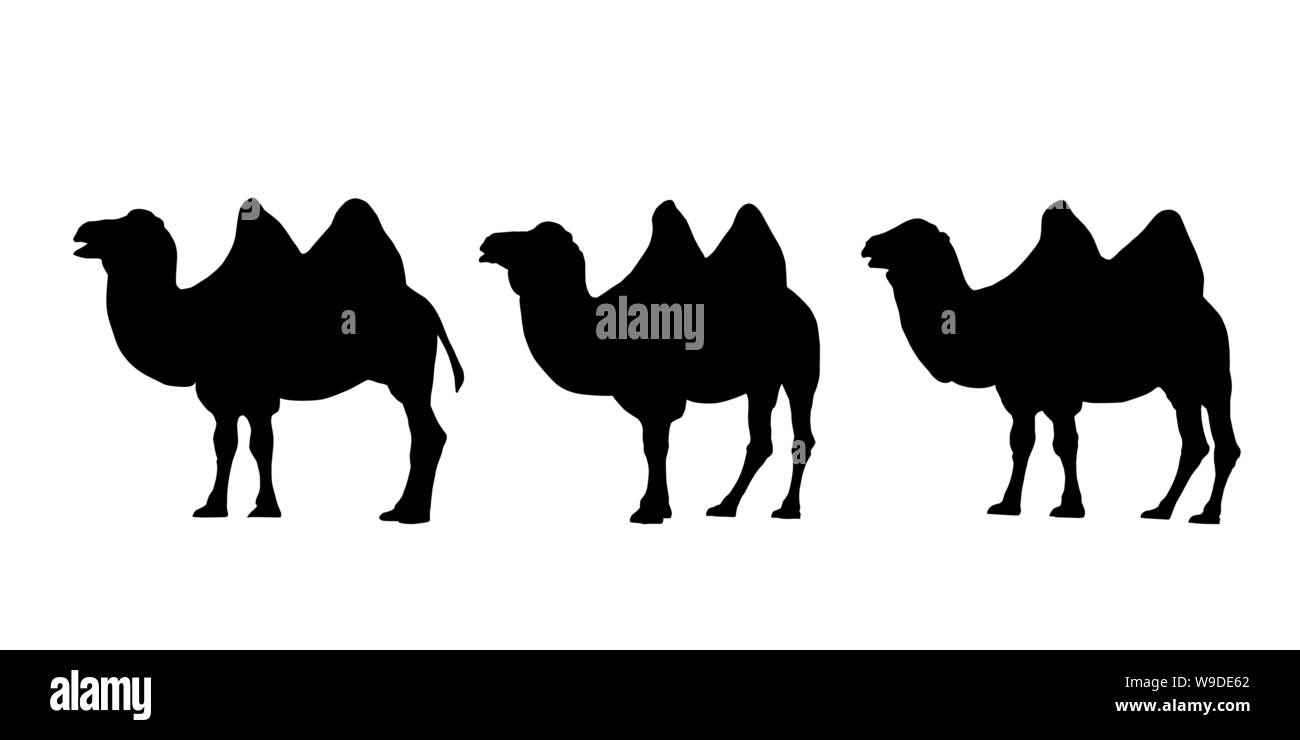 Jeu de silhouettes réalistes de trois chameaux à deux bosses. Caravan isolé sur fond blanc - vector Illustration de Vecteur