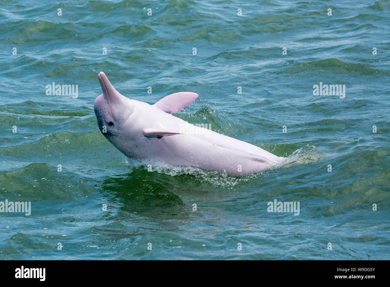 Dauphin à bosse de l'Indo-Pacifique / Chinois / Rose White Dolphin Dolphin (Sousa chinensis) dans les eaux de Hong Kong, face à de nombreuses menaces Banque D'Images