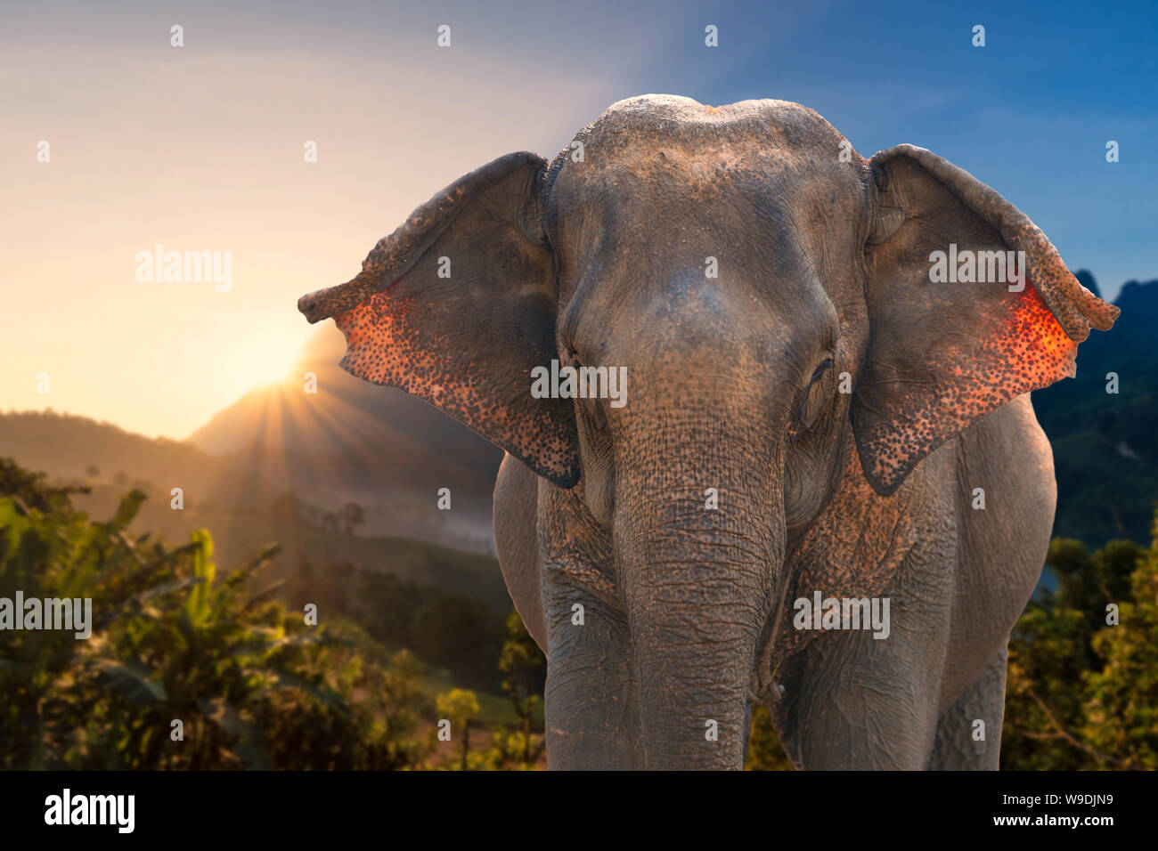 Dans la nature de l'éléphant d'Asie avec la montagne environnement soleil Banque D'Images