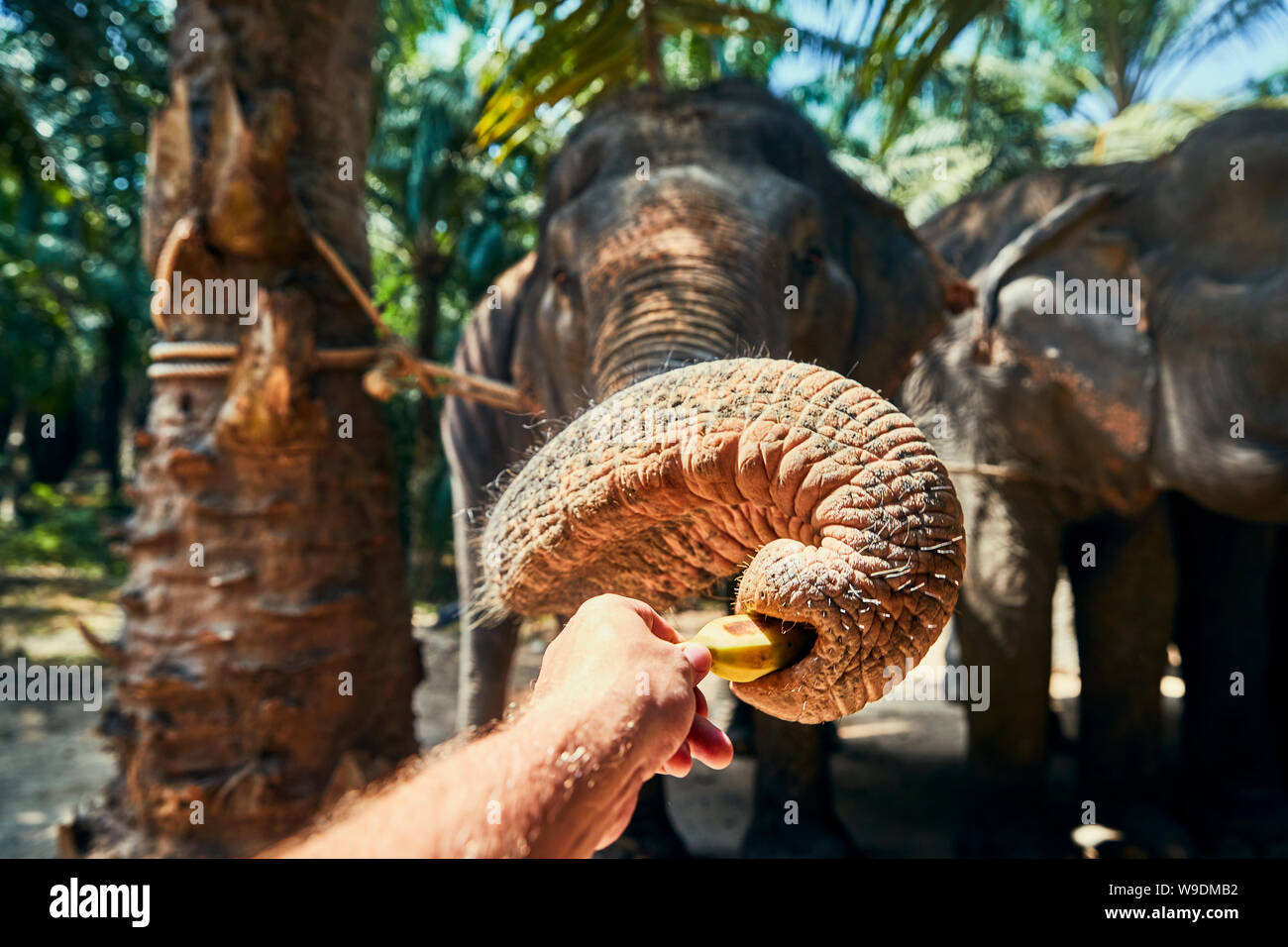 Libre d'un homme l'alimentation d'une banane à un éléphant d'Asie à un refuge pour animaux en Thailande Banque D'Images