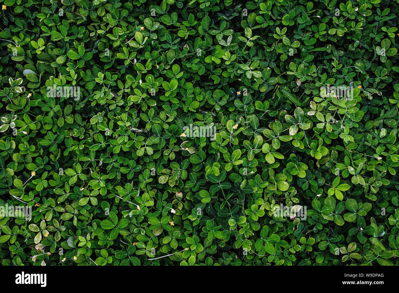 Feuilles vert foncé feuillage en arrière-plan des forêts tropicales Banque D'Images