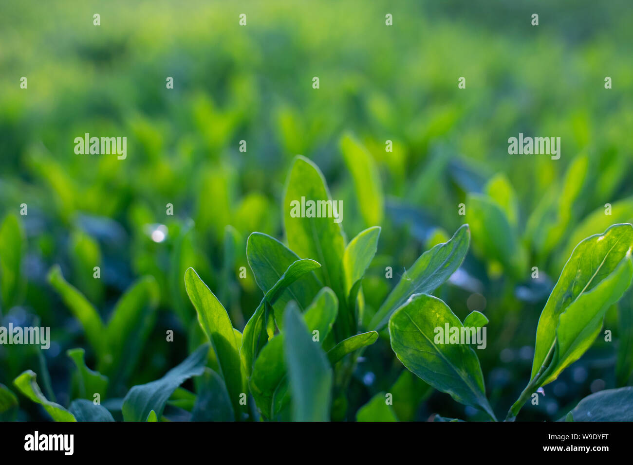 L'herbe verte. J'ai une herbe couleur et saturées. Banque D'Images