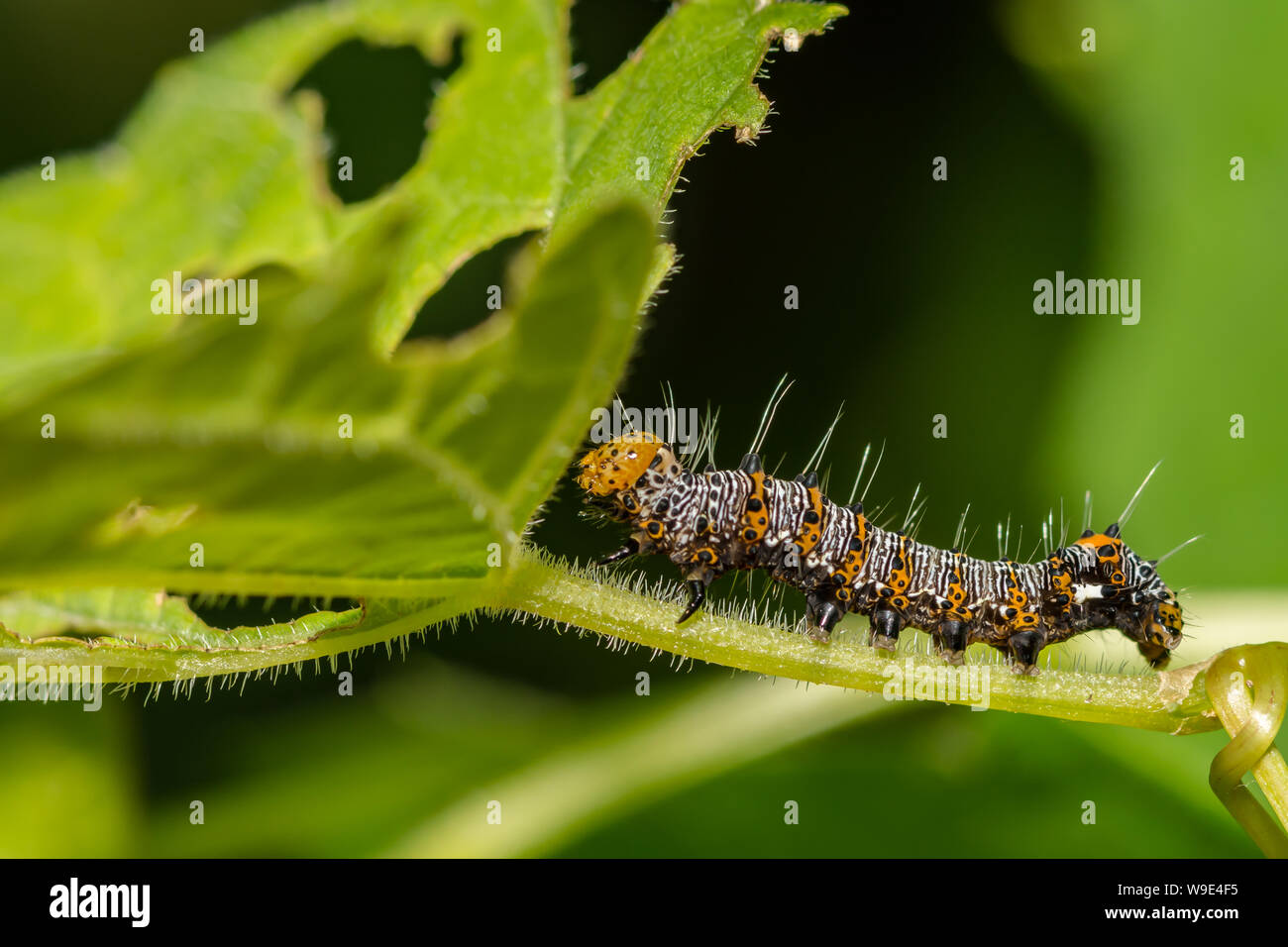 Huit points) Forestier (Alypia octomaculata) Banque D'Images