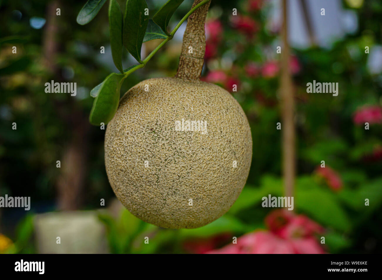 Limoniaacidissima est la seule espèce dans le genre monotypique Limonia. Noms communs en anglais : wood-apple et apple-éléphant. Banque D'Images