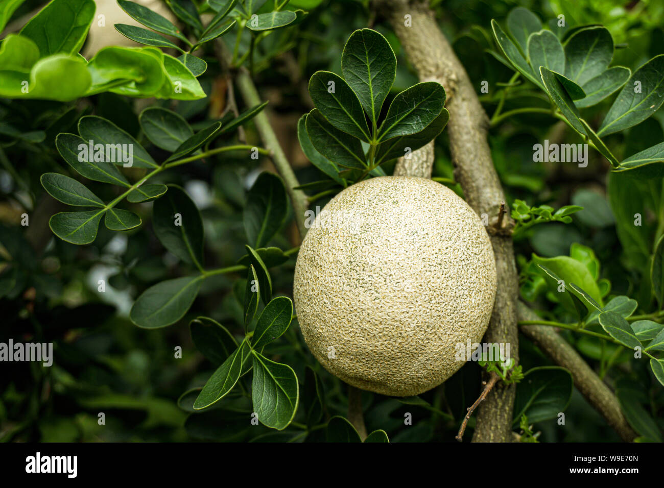 Limoniaacidissima est la seule espèce dans le genre monotypique Limonia. Noms communs en anglais : wood-apple et apple-éléphant. Banque D'Images