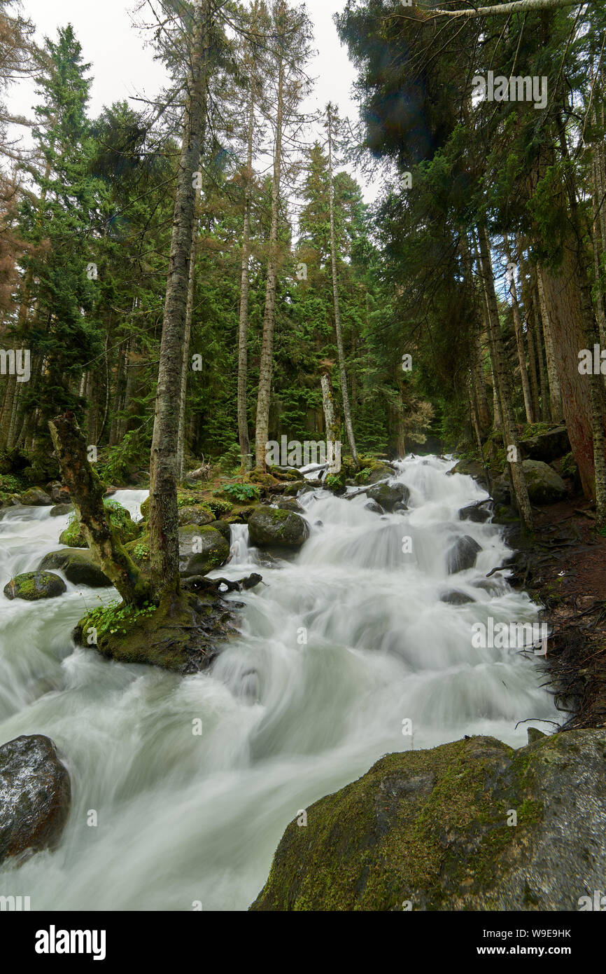Rivière de montagne avec de l'eau moussante swift dans une forêt de pins. Ullu-Murudzhu, Nord du Caucase, Russie Banque D'Images