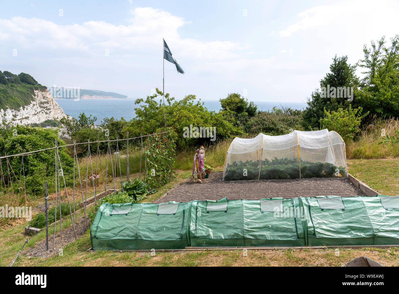 La bière, Seaton, Devon, Angleterre, Royaume-Uni. Les allocations de la culture de fruits et légumes dans les tunnels en plastique sur la falaise au-dessus de la station balnéaire de bière Banque D'Images