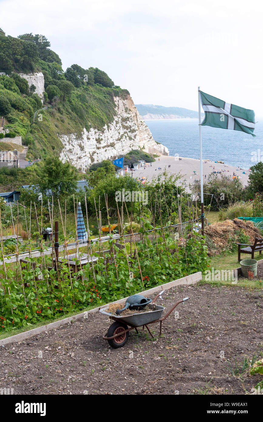 La bière, Seaton, Devon, Angleterre, Royaume-Uni. Juillet 2019. Les allocations de la culture de fruits et légumes sur la falaise au-dessus de la station balnéaire de la bière. Le pavillon Devon Banque D'Images