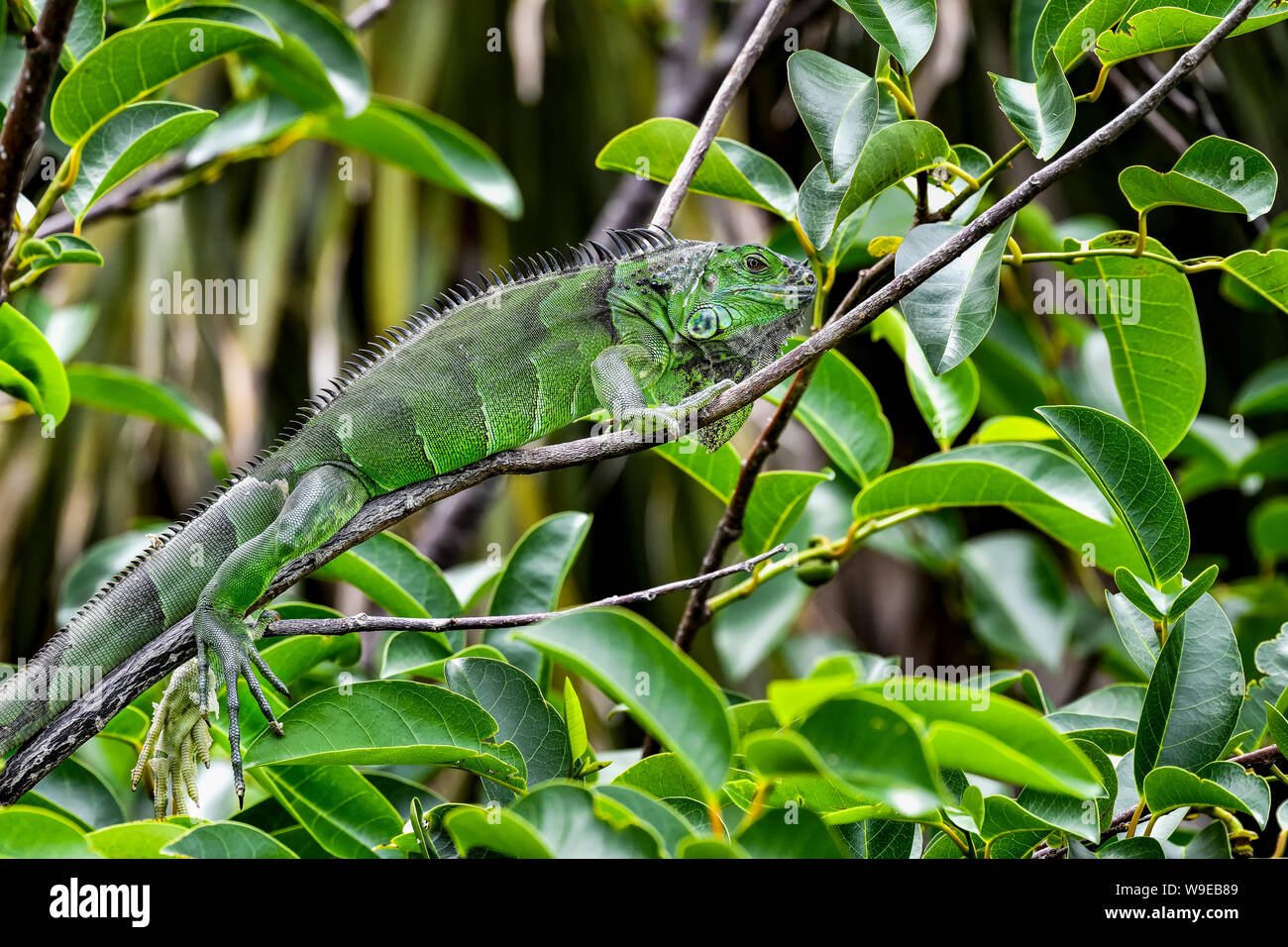 L'iguane vert mélanger étonnamment bien dans la végétation environnante. Vous pouvez facilement marcher par sans le voir. Banque D'Images