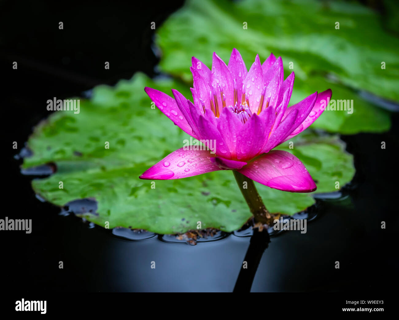 Water Lily, Manitoba, Canada. Banque D'Images