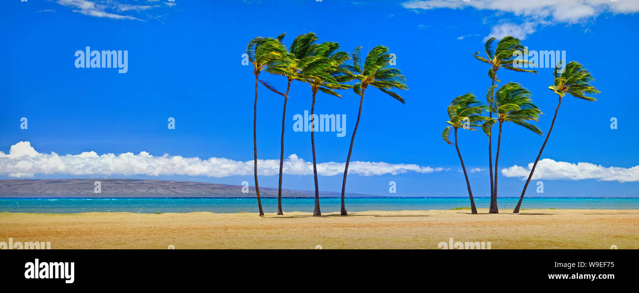 Palmiers alignés dans une rangée le long d'une plage tropicale. Banque D'Images