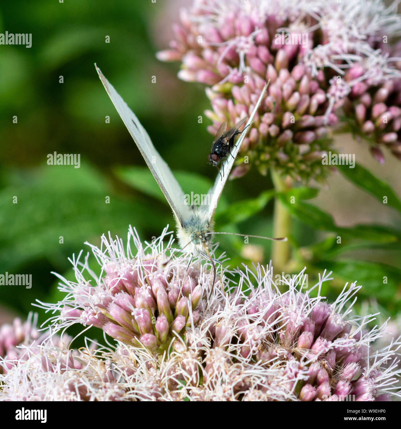 Le chou blanc (Pieris rapae) purple butterfly réglés sur une grappe de fleurs sauvages avec une mouche noire sur son aile. Banque D'Images