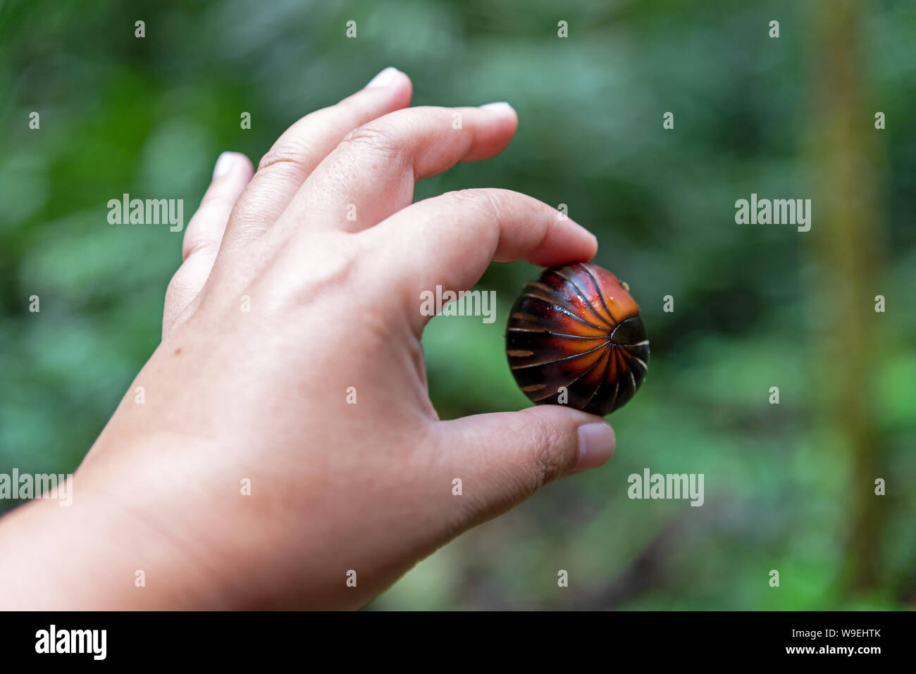 Mains tenant comp mille-pattes géant nom Sphaerotheriida Zephroniidae scientifiques trouvés au Parc National de la Crocker Range Tambunan Sabah Malaisie Bornéo Banque D'Images