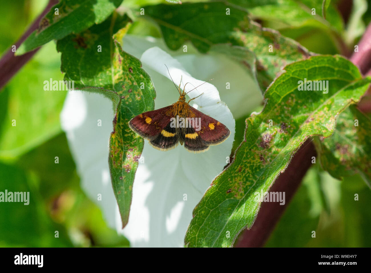 La menthe (Pyrausta aurata) réglés sur une haie blanche fleur sauvage Banque D'Images