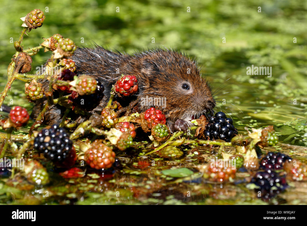Le Campagnol de l'eau européenne ou le Campagnol d'eau du Nord, Arvicola amphibius Banque D'Images