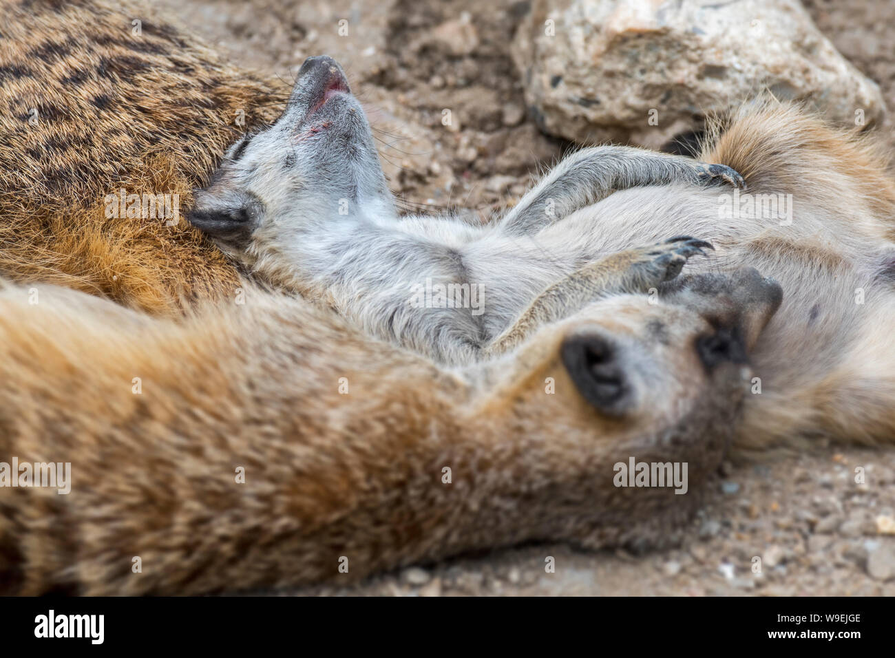 / Suricates les suricates (Suricata suricatta) dormant blottis ensemble dans mob / groupe familial, des autochtones aux déserts de l'Afrique australe Banque D'Images
