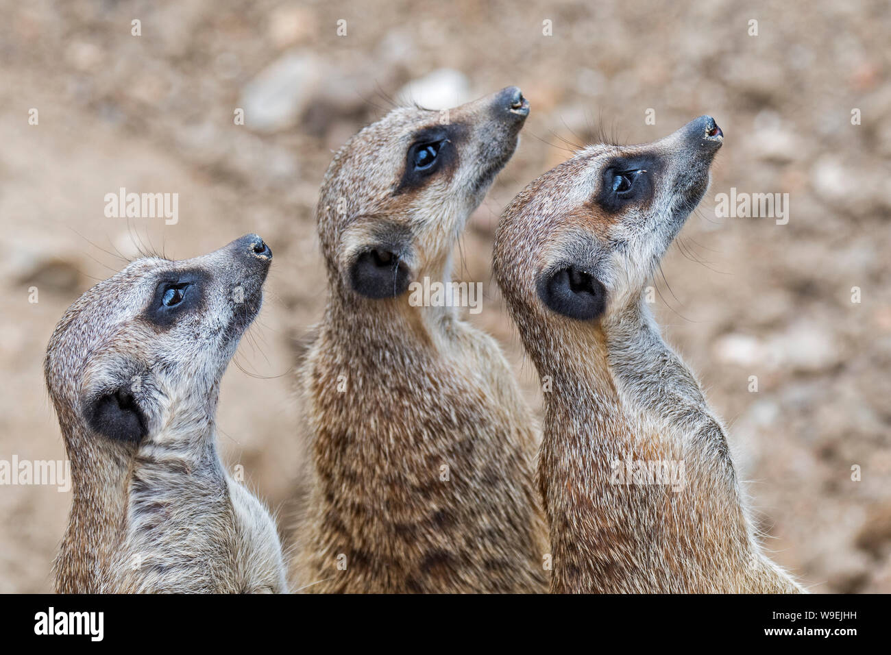 Les suricates alerte / suricates (Suricata suricatta), et garder un œil sur les oiseaux de proie, les autochtones aux déserts de l'Afrique du Sud Banque D'Images