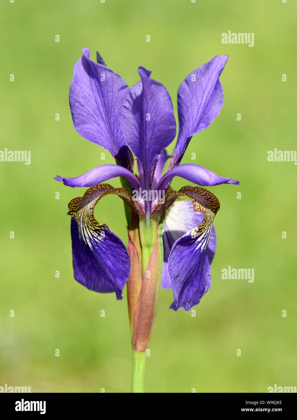 Sibirische Iris, Iris sibirica, ist eine und Wasser-Heilpflanze Sumpfpflanze und mit blauen Blueten. Sie kommt auch vor sauvages souvent. Le Sibérien I Banque D'Images