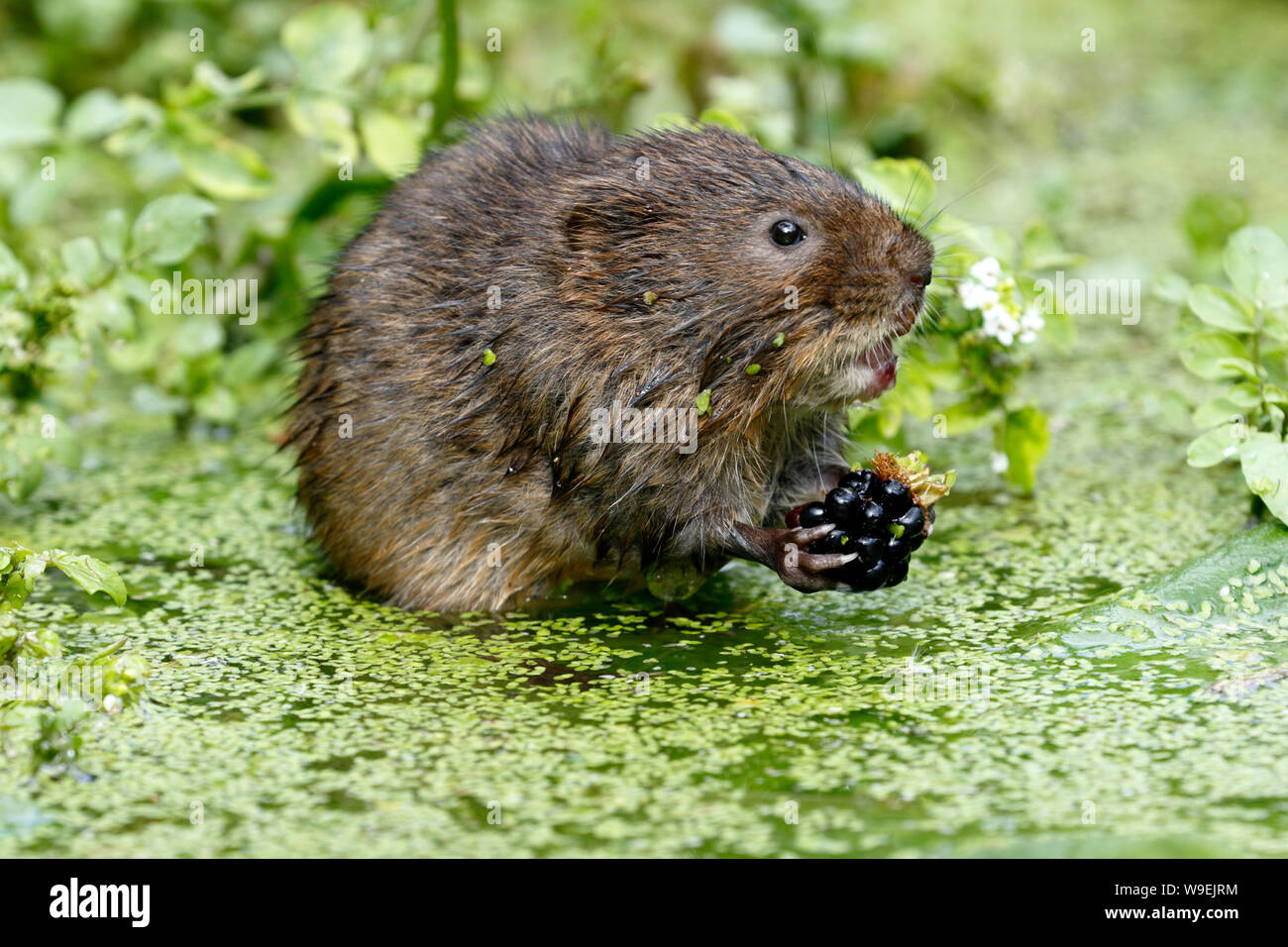 Le Campagnol de l'eau européenne ou le Campagnol d'eau du Nord, Arvicola amphibius Banque D'Images