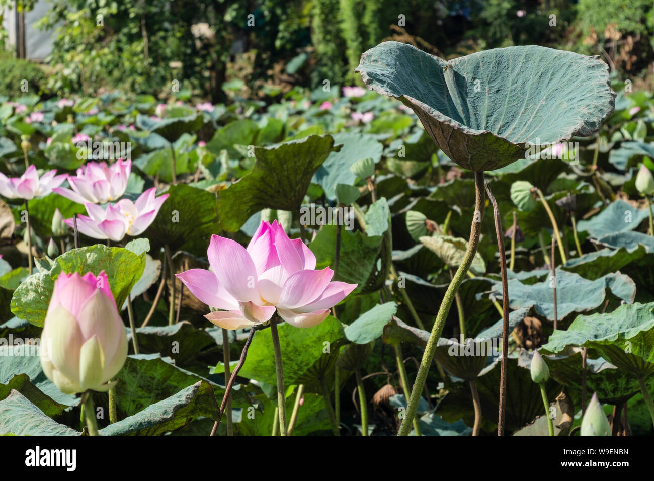 Fleurs de Lotus sacré (Nelumbo nucifera) fleurissent dans un étang en milieu rural au Cambodge, en Asie du sud-est Banque D'Images