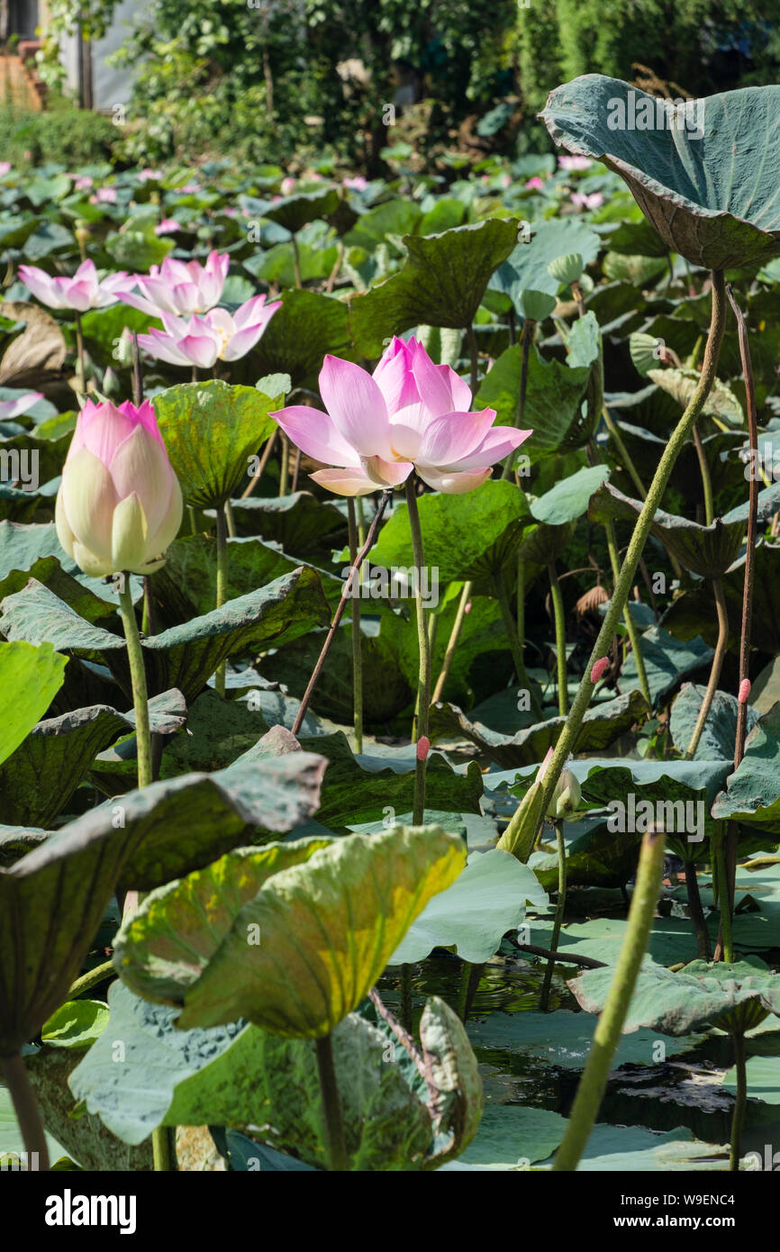 Fleurs de Lotus sacré (Nelumbo nucifera) fleurissent dans un étang en milieu rural au Cambodge, en Asie du sud-est Banque D'Images
