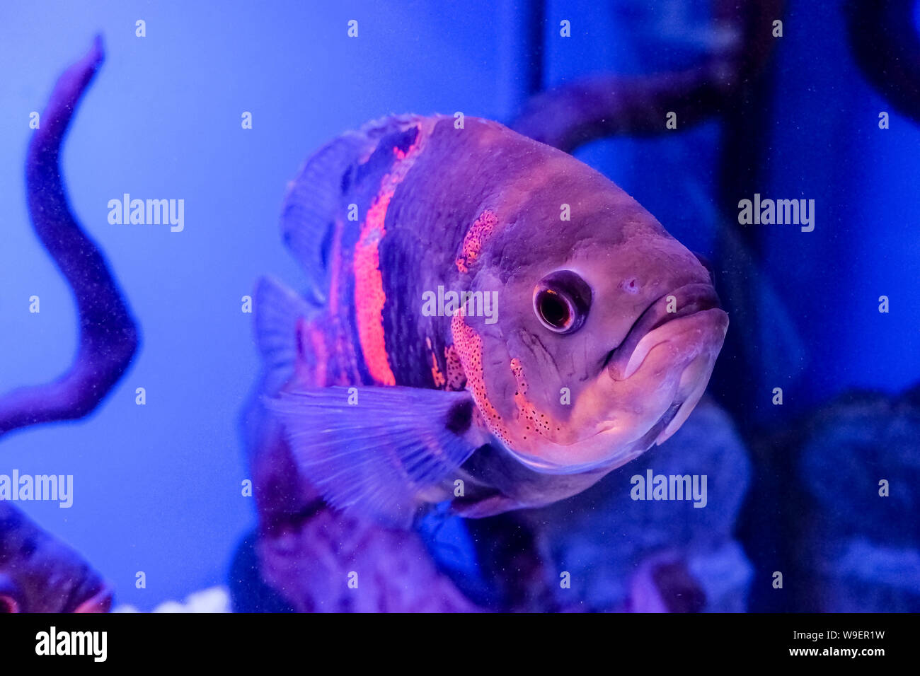 Oscar Astronotus ocellatus, poisson. Poissons d'eau douce tropicaux d'aquarium dans Tiger. oscar, poisson cichlidé velours.de la famille dans le Sud tropical Banque D'Images