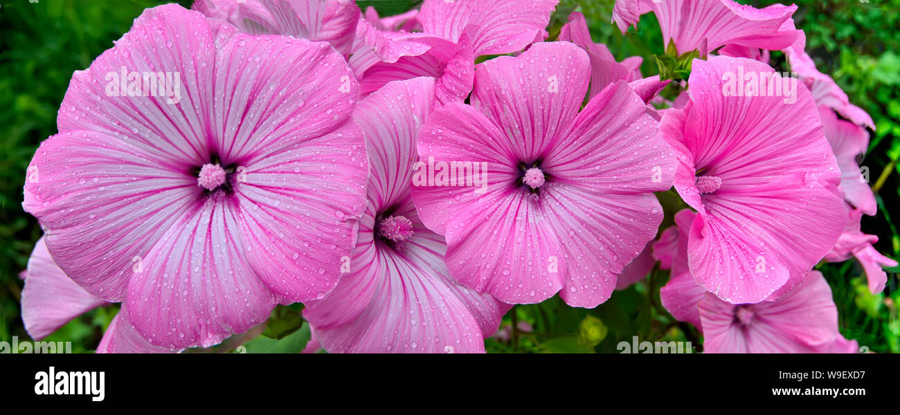 Fleurs de rose Lavater (Malvaceae), ou annuelle, rose, mauve ou royal regal avec des feuilles dans le jardin de près. Lavatera trimestris annuelle (mauve) Banque D'Images