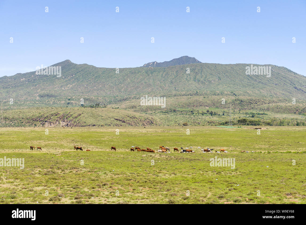 Le mont Longonot volcan éteint avec du bétail en premier plan, Kenya, Afrique de l'Est Banque D'Images