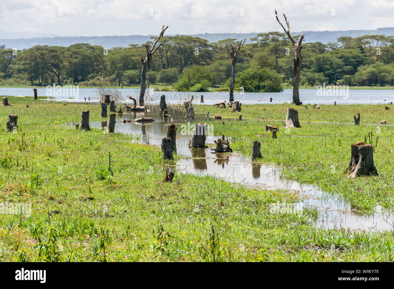 Rivage du lac Naivasha avec les arbres morts et les souches d'arbres partiellement submergées, Kenya, Afrique de l'Est Banque D'Images