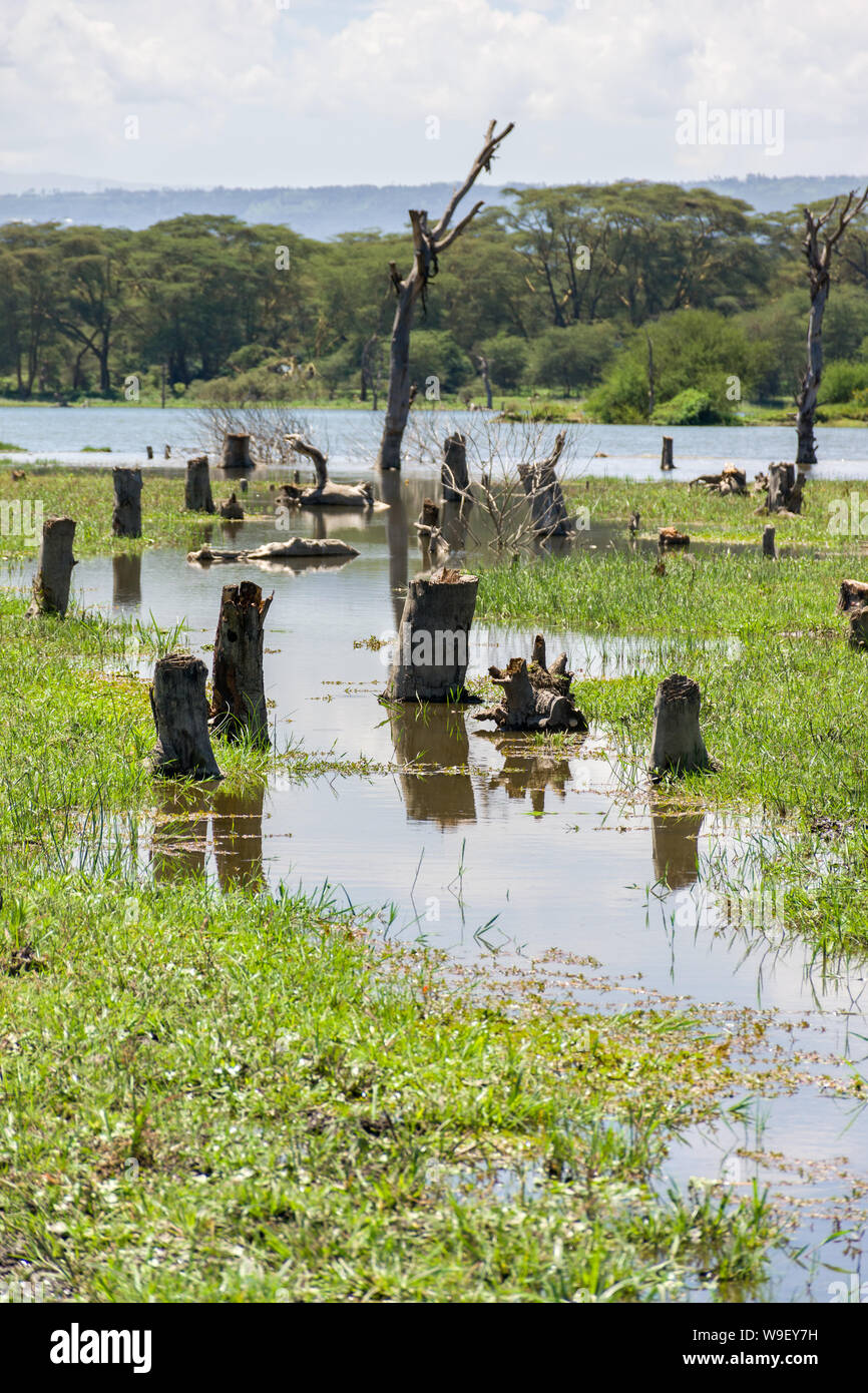 Rivage du lac Naivasha avec les arbres morts et les souches d'arbres partiellement submergées, Kenya, Afrique de l'Est Banque D'Images
