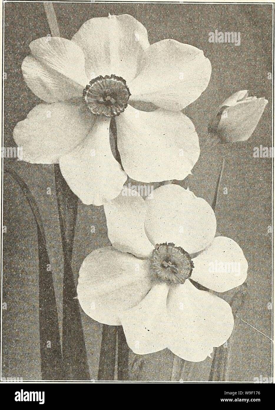 Image d'archive à partir de la page 8 de la Chalp bulbes et plantes . La chalp bulbes et plantes : automne 1921 curriesbulbsplan19dev. 1 Année : 1921 ( douz. Narcissus Poeticus. Chaque Leedsi, Mme liangtry - Argent blanc tombe, primrose tasse $ .06 .00 $ Leedsi, Dame Blanche - Large, ronde, qui se chevauchent, périanthe- canaries pâle très fine tasse ; .08 .75 Poeticus (Pheasant's eye) - Blanche Neige, l'orange vif- scarlet cup 06 Poeticus Ornatus-plus tôt que la précédente ; fleurs blanches, Scarlet-chats-cup 06 Lucifer (Incomparabilis) main- certains, périanthe blanc tasse rouge-orange brillant 07 Stella (Incomparabilis)-début, blanc Banque D'Images