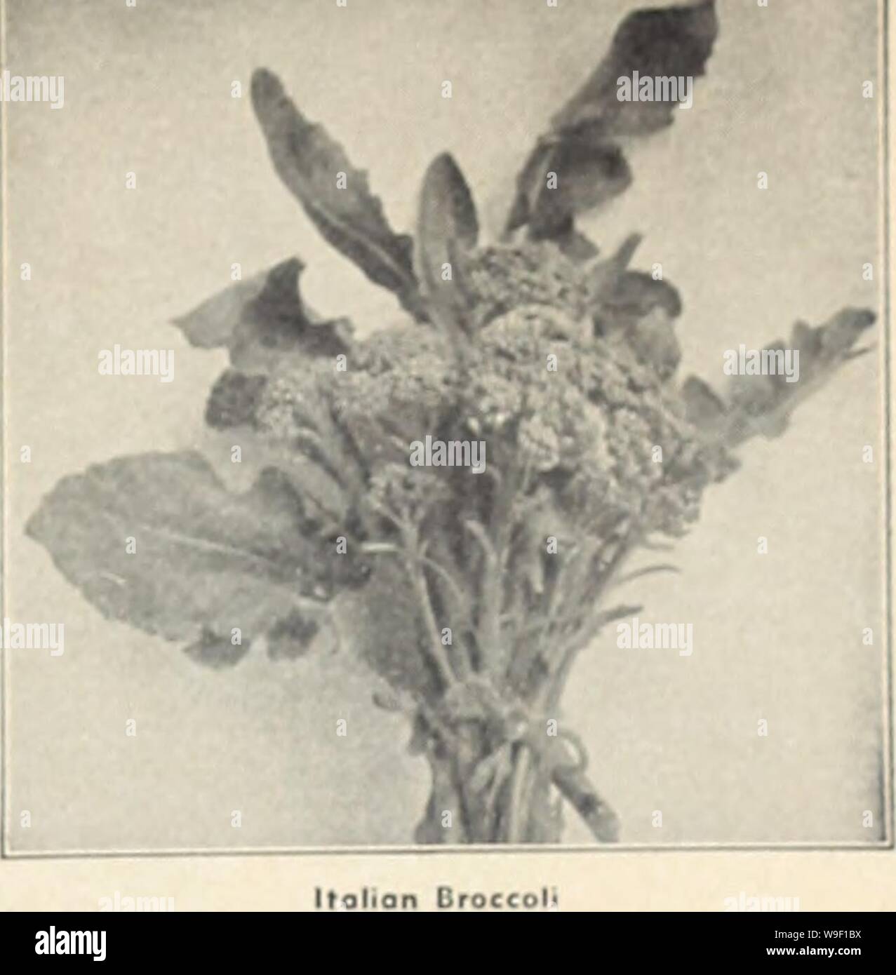 Image d'archive à partir de la page 8 de la Chalp annuel de jardin (1942). Currie's garden dev._curriesgardenann annuel197 Année : 1942 ( Vert Italien BROCOLI Sprouting CALABRESE-hcods bnghf ot Lorge, vert. iprouf d'aile qui ore cuite comme Sprrvifs Spinoch ou Bruxelles. Sow ttw â .â â¢cd en fin de récolte Au Mov'7j.Â"t '2 ox., 45e ; 01., 85e ; 401., S2.50 ; &gt ; : lb., S4.75 ; lb, 5900 ; Pkt , 15c. Le Brocoli Chou-fleur Chou-fleur ressemble à l'hiver (fin exige l'at lomc. cultivotion Il est plus, mais wittntands hordy ond, une plus grande â¢xtrefT&gt;M ou heot. hcods froid ord o" excellerrt L't, Milwaukee Morkct Banque D'Images