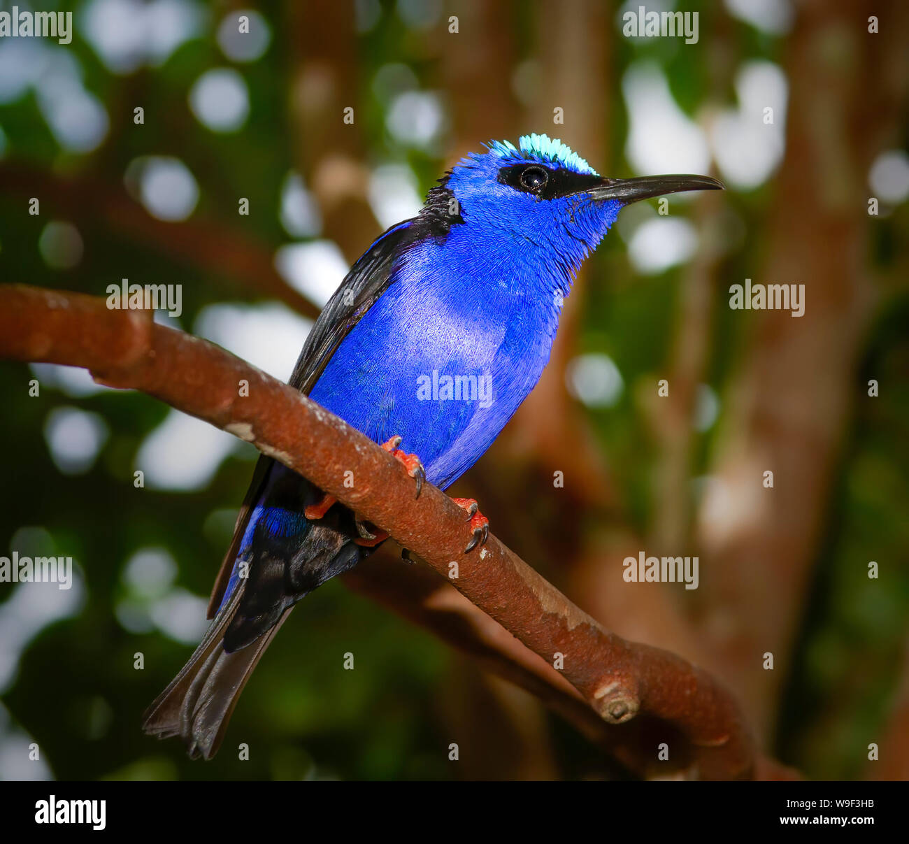 A Purple Honeycreeper est perché sur une petite branche dans un jardin tropical. Banque D'Images