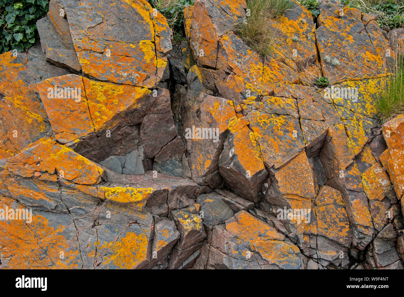 ROSEMARKIE BLACK ISLE ROSS ET CROMARTY ECOSSE des roches couvertes de lichen jaune SPECTACULAIRE LE LONG DU SENTIER GROTTE EN ÉTÉ Banque D'Images