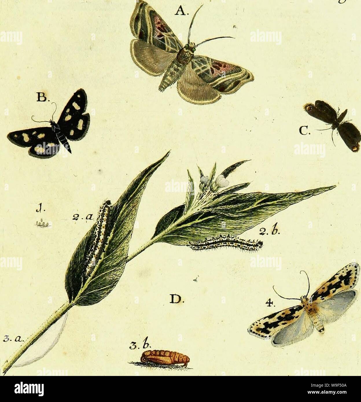 Image d'archive à partir de la page 16 de Beiträge zur Geschichte der Schmetterlinge. Beiträge zur Geschichte der Schmetterlinge5820528 CUbiodiversity ofetfe Année : 1786 ( Z-1. 5. c. L0gföL S.V. Banque D'Images