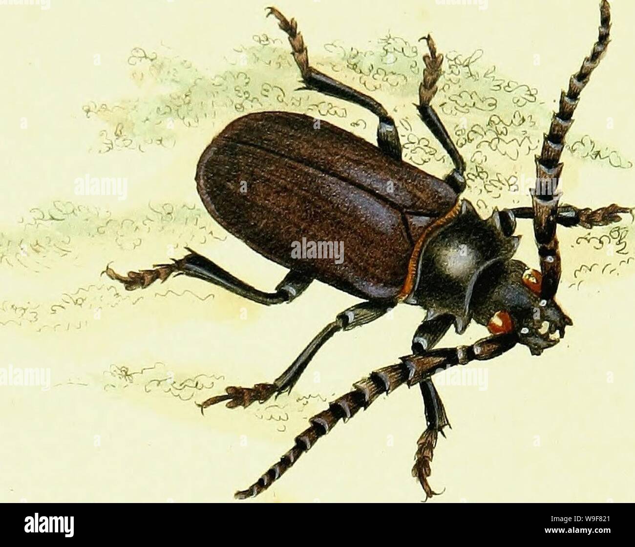 Image d'archive à partir de la page 21 de l'histoire naturelle des Britanniques. L'histoire naturelle des insectes britanniques ; expliquant dans leurs plusieurs membres, avec les périodes de leurs transformations, leur nourriture, l'oeconomie, &c. avec l'histoire de ces minutes insectes comme nécessitant une enquête par le microcsope. L'ensemble illustré par des chiffres de couleur, conçu et exécuté à partir de spécimens vivant CUbiodiversity1123244-9679 Année : 1792 ( . Banque D'Images