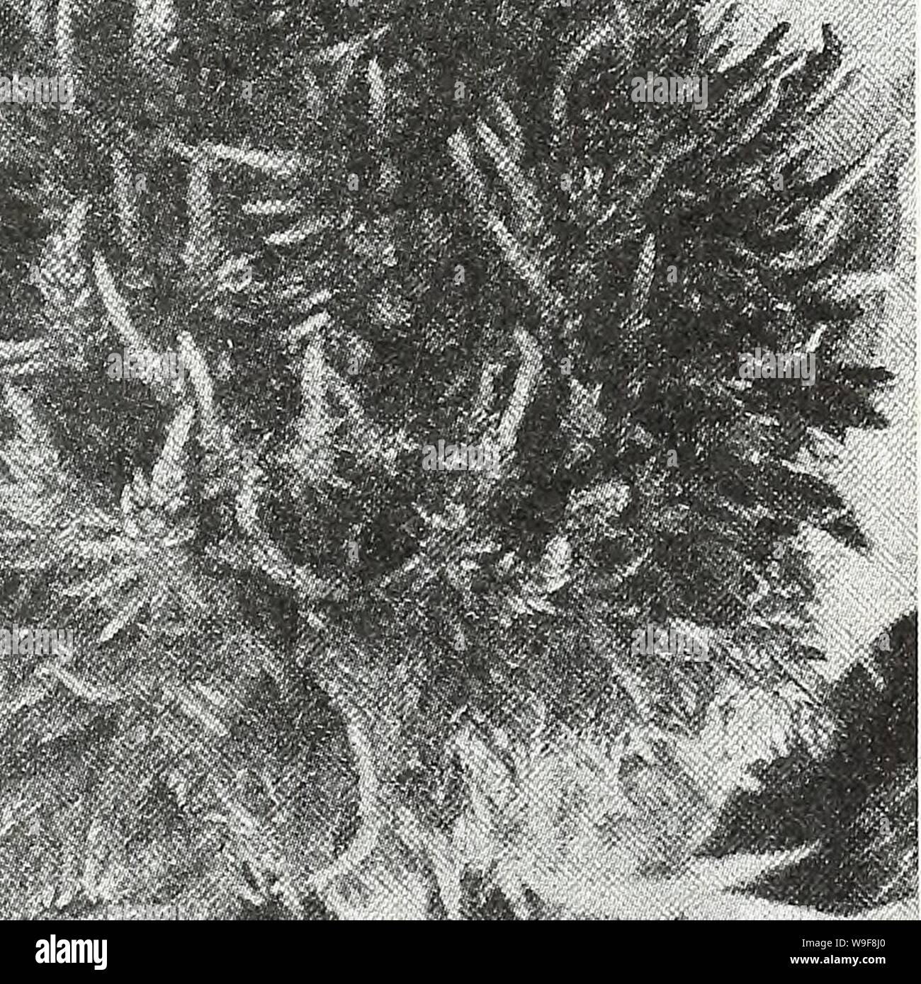 Image d'archive à partir de la page 22 de la Chalp jardin chaque printemps. Currie's garden : printemps 1931 annuel 56e année curriesgardenann19an cour : 1931 ( CURRIE BROTHERS CO, Milwaukee. WISCONSIN Wk i â ¢,'â ¢ . k-l i - f'. 1 t 1- fc. :Ii-jii3-M"S".  IfeCL :II"Lftf.''fsl Celosia plumosa OU EMPANACHÉ COCKSCOMB Demi-hardy annuelles, produisant de grandes fleurs à plumes de bril-   liant les couleurs tout au long de la saison. La plante sont des grande, formant des buissons, ramification pyramidale librement et supporter les nombreuses plumes qui ressemblent à des plumes d'autruche bien au-dessus du feuillage. Les plumes peuvent être coupées et dr Banque D'Images