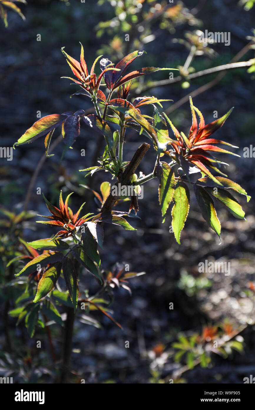 Plante verte et rouge dans un soleil du soir à Järvenpää, Finlande Banque D'Images