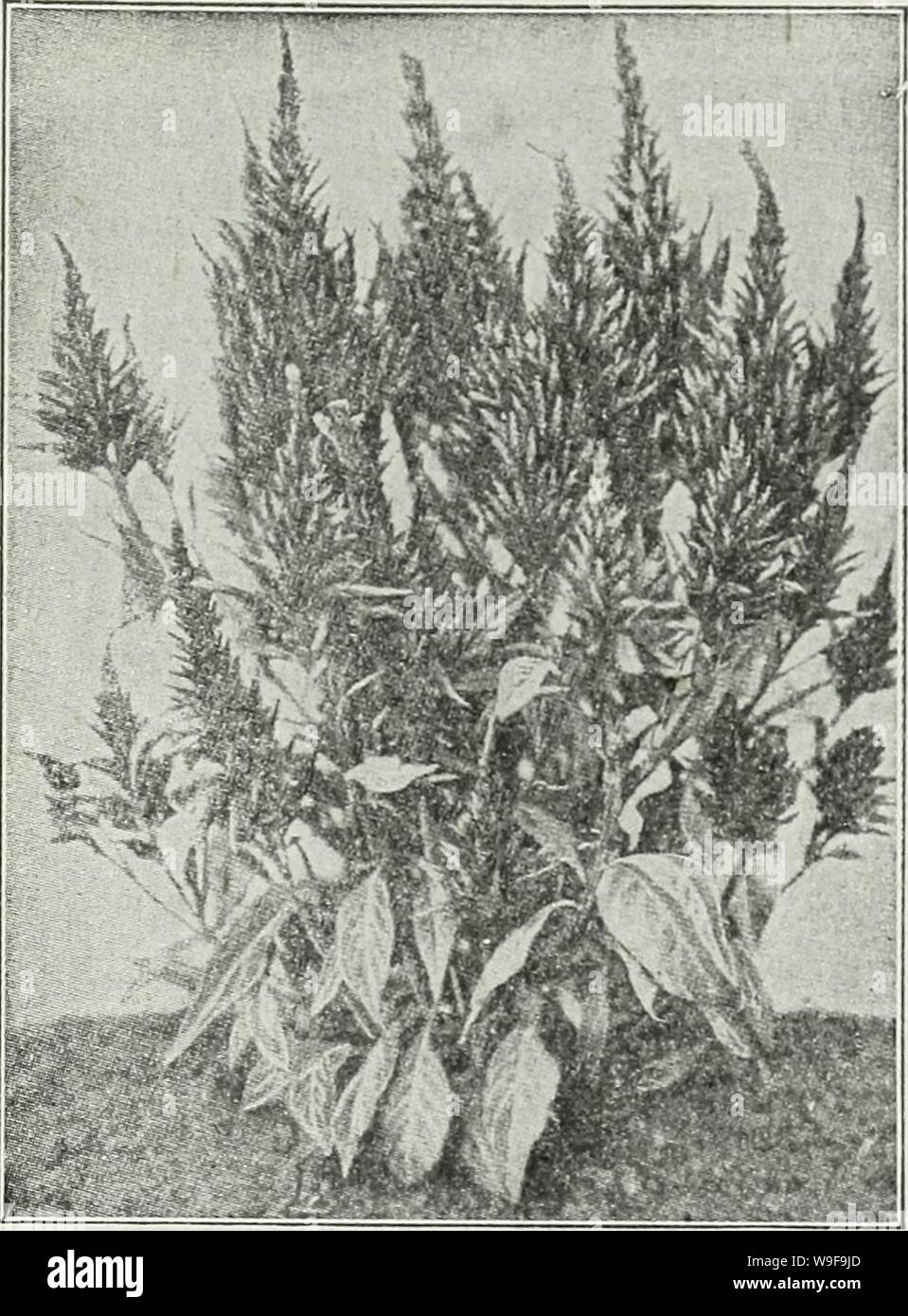 Image d'archive à partir de la page 24 de Currie's Farm et jardin annuel. Currie's Farm et le jardin de printemps annuel : 1930 curriesfarmgarde19an cour : 1930 ( la célosie, Thompson's magnifica. CELOSIA PLUMOSA OU EMPANACHÉ COCKSCOMB Demi-hardy annuelles, produisant de grandes fleurs à plumes de bril- liant les couleurs tout au long de la saison. La plante sont des grande, formant des buissons, ramification pyramidale librement et portent de nombreux- qui, ressemblent à des panaches de plumes d'autruche bien au-dessus du feuillage. Les plumes peuvent être coupées et séchées pour bouquets d'hiver. Jaune doré, pkt., 10c. Violet Pourpre, pkt., 10c. Pkt. Thomps Banque D'Images