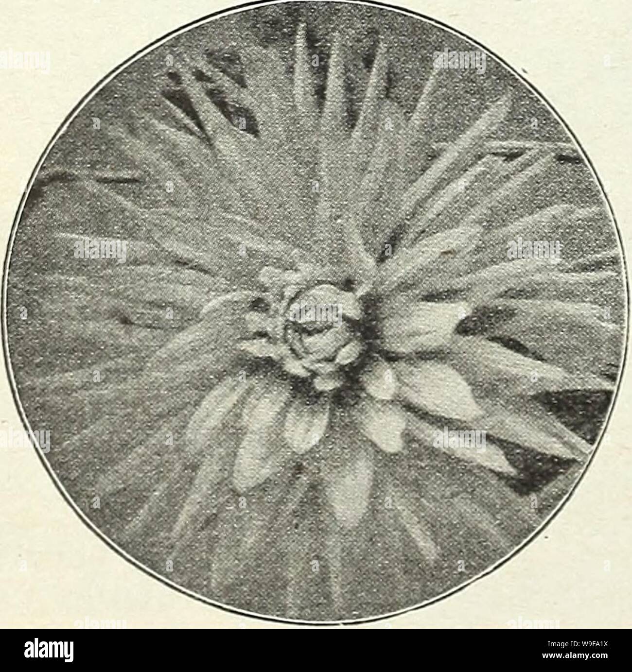 Image d'archive à partir de la page 25 de Currie Bros cinquante-huitième année. Currie Bros. : cinquante-huitième année 1933 curriebrosfiftye19an cour : 1933 ( Marguerite dorée Africaine (Dimorphoteca) DAHLIAS À PARTIR DE GRAINES semé tôt au printemps va produire des plantes à fleurs de la première saison. DAHLIA CACTUS-Extra Choix mixtes du beau var- ieties , Pkt. 15c COLLARETTE-les fleurs de diverses couleurs ont un col court de pétales d'une couleur différente autour du centre Pkt. 10c Double-Tape et décoratif, très mixte choix....Pkt. 10c POMPONE-Extra choix double mixte Pkt, 10C SIMPLE-Extra choix technique mixte Pkt. 05c nouveau chanter Banque D'Images