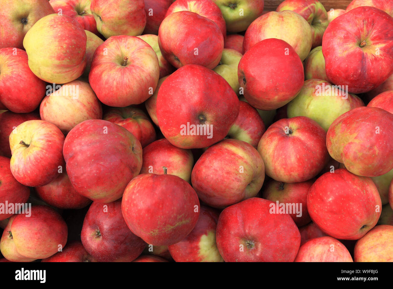 Apple, "Seigneur Peckover', les pommes, le magasin de la ferme, l'affichage du nom de variété Banque D'Images