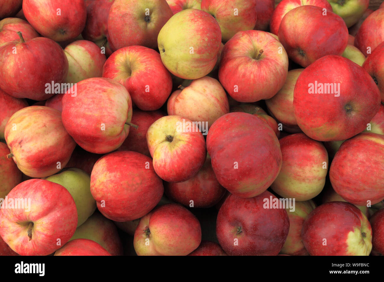 Apple, "Seigneur Peckover', les pommes, le magasin de la ferme, l'affichage du nom de variété Banque D'Images