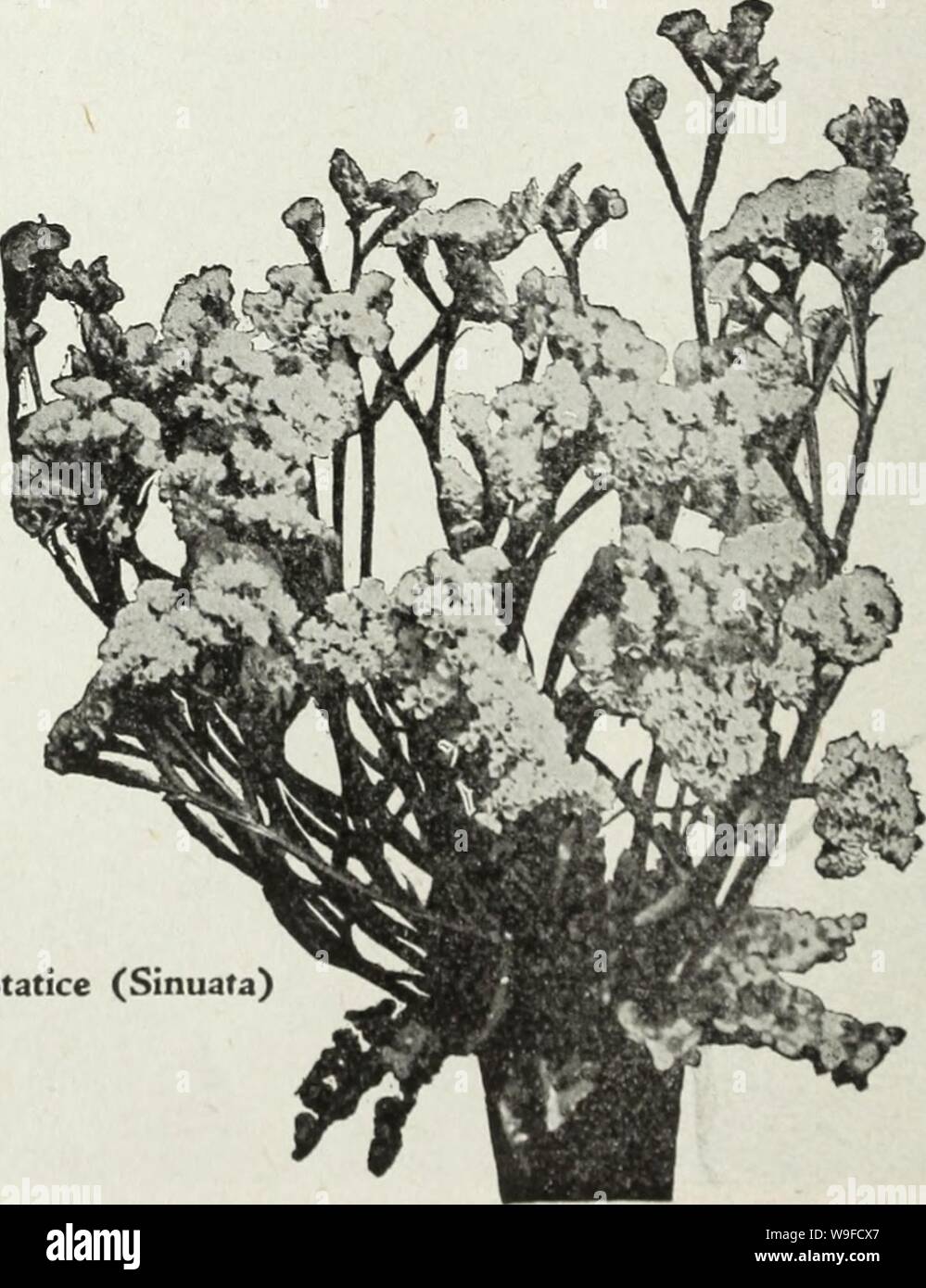 Image d'archive à partir de la page 31 de Currie's Farm et jardin annuel. Currie's Farm et le jardin de printemps annuel : 1930 curriesfarmgarde19an cour : 1930 ( Les graines de fleurs de toutes les variétés peuvent être semées à l'extérieur tôt au printemps, à l'exception de Gomphrena, qui parfois ne germent bien en pleine terre, et il est préférable de le semer à l'intérieur et de la transplantation. Pour les bouquets d'hiver les fleurs doivent être coupées avant qu'elles soient complètement ouvertes, liées en bottes et suspendu avec la tête en bas, pour garder les tiges droites. Pkt. ACROCLINUM-Mixed rose et blanc. 14 oz., 25c 0,05 $ AMMOBIUM-Prett Banque D'Images