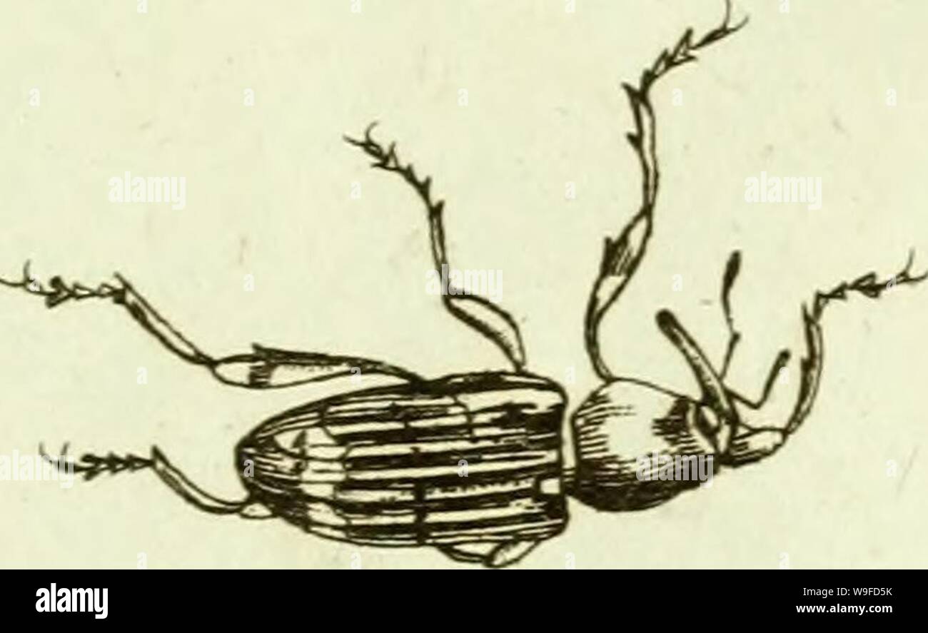 Image d'Archive de la page 32 de [Curculionidae] (1800) Banque D'Images