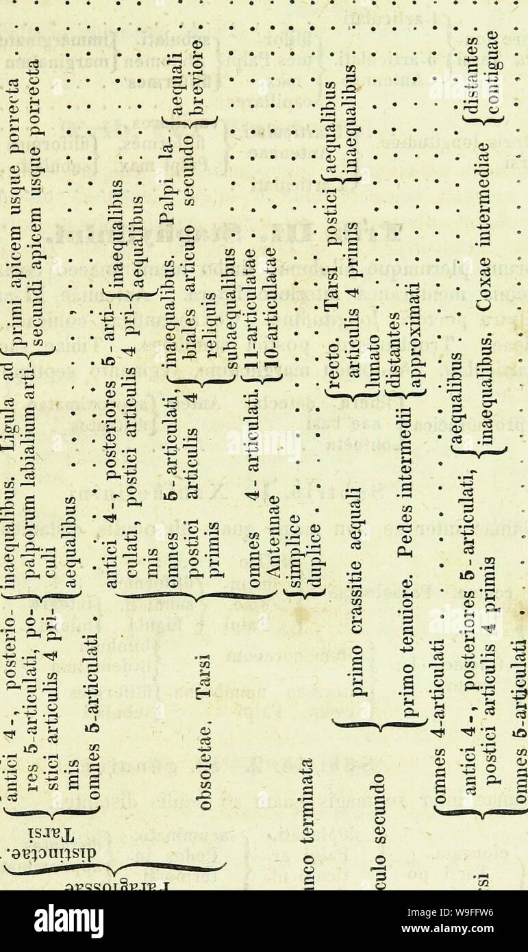 Image d'archive à partir de la page 38 des genres et espèces insectorum staphylinorum Banque D'Images